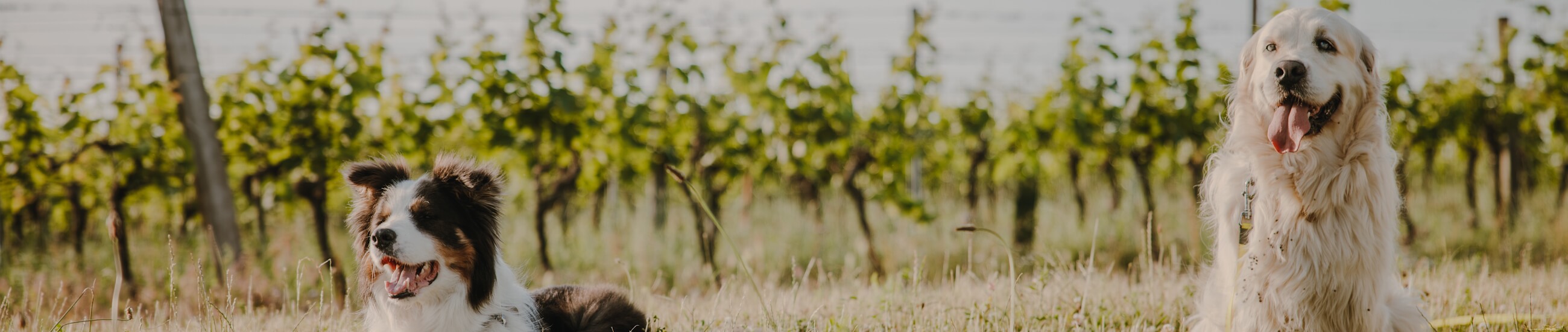 zwischenheader_überuns_v2(1)